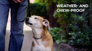 Try Mighty Paw's Effective Chain Martingale Dog Collar for Quick Results!