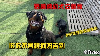 罗威纳幼犬去新家，意义不舍跟狗妈告别，分别场面让人心酸