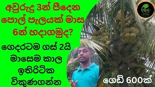 අවුරුදු3න් පීදෙන පොල් පැලයක් මාස 6න් ගෙදරටම ගස් 2යි මාසෙම කාල ඉතිරිටික විකුනගන්න srilankan#coconut🏝️