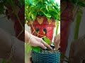 😍unique way to propagate money plant one pot to other pot just few days plants propagation