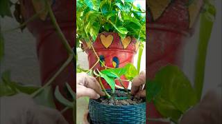 😍Unique way to Propagate Money Plant one pot to other pot just few days #plants  #propagation