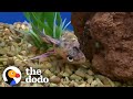 Guy Rescues Dying Fish From The Pet Store | The Dodo