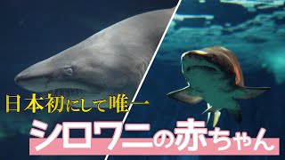 日本で初めてシロワニの赤ちゃんが水族館で誕生！貴重な繁殖研究で何が分かったのか？【アクアワールド茨城県大洗水族館】【巨大ザメ】