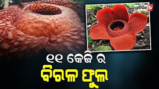 ୧୧ କେଜିର ବିରଳ ଫୁଲ || world’s largest stinkiest flower