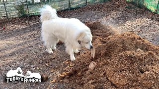 新しいウッドチップが入って不思議に思ったアランです　Great Pyrenees　グレートピレニーズ