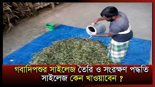 গবাদিপশুর সাইলেজ তৈরি ও সংরক্ষণ পদ্ধতি । Silage making ।