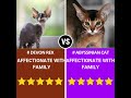 devon rex cat vs abyssinian cat which cat breed is better