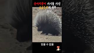 산미치광이 가시의 최후