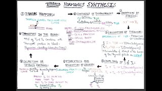 Thyroid hormones synthesis #mbbs#pharmd#humanantomyandphysiology#thyroidgland#throidhormonesynthesis