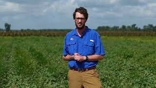 2023 Virtual Sweet Potato Field Day: Treatment for Nematodes