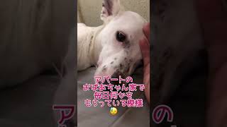 寝顔を見るのが好きなんです🐶