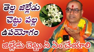 తెల్ల జిల్లేడు చెట్టు వల్ల ఉపయోగం ఏమిటి?||తెల్ల జిల్లేడు చెట్టు ఏం చేయాలి