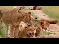 Ten Lions in the Mist | The Virtual Safari #153