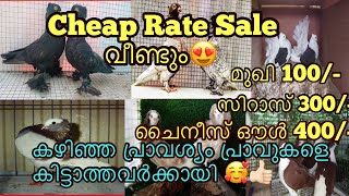 വീണ്ടും ഒരു കൂട് കാലിയാക്കൽ Sale Post 😍👌🏻Cheap Rate Pigeon sale👍🏻