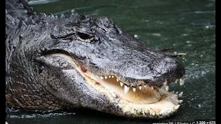 🐊 Alligator Secrets: Exploring Wildlife Contaminants & Survival Tactics 🌿| Real world Animal