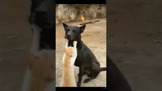 cat and dog friendship. persahabatan kucing dan anjing. bisa akur juga.