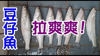 [釣魚達人#39] 豆仔魚拉爽爽!