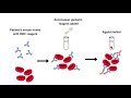 direct and indirect coombs test explained