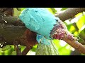 cocoa pruning malayalam