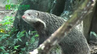 臺北市立動物園_食蟹獴_溪流調查員 Crab-eating Mongoose