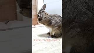 かまってほしいがためにるーちぇは #うさぎ