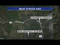 Bear Euthanized After Attacking Man Near Steamboat Springs