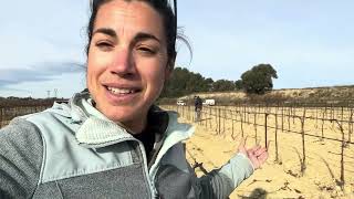 Combien ça coûte un plantier en vigne