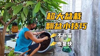 超大盆翻盆換土，一定要這樣去處理，幾天恢復生長，還不影響開花