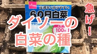 【ダイソーの白菜の種】そのまま植えれるリサイクル紙ポット