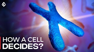 How Cells Decide Between X And Y Chromosomes Explained