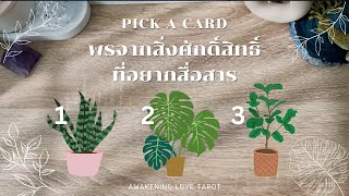 PICK A CARD EP 8 💫 พรจากสิ่งศักดิ์สิทธิ์ที่อยากสื่อสาร 🕊️ ความสุขเต็มสิบ ข่าวดีอย่างไม่น่าเชื่อ