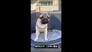 [パグ] 椅子の上でしかめっ面🐶 #パグ #pug #ぱぐ #子犬 #dog #犬猫 #ペット #赤ちゃん #baby #シェアのお願い🐶 #リツイートのお願い🐶 #チャンネル登録のお願い🐶