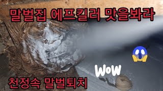 가정집 천정속 말벌 퇴치법#말벌제거 #말벌퇴치 #말벌 #장수말벌 #벌집제거