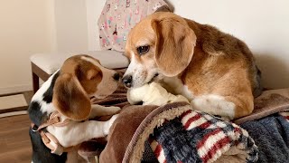 【先住犬の変化】オモチャ編～子犬と仲良くなるまでの記録【ビーグル多頭飼い】Beagle Puppy