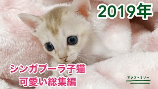 2019年シンガプーラ子猫総集編