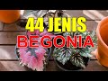 Sudah Punya Tanaman Hias Ini? 44 Jenis Begonia Terbaru dan Terpopuler | Begonia Species Plants