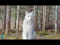 Stunning footage of a lynx in northern Minnesota