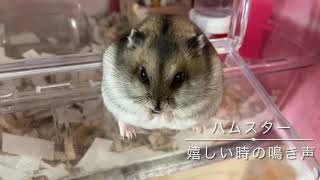 喜んでいるハムスターの鳴き声 ( Hamster's cry feeling happy )