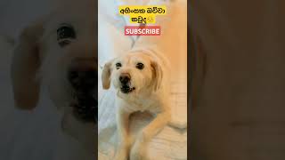 #dog #බල්ලො #video #shortvideo #love #trending #viralvideo #cute #virel #videoshort #puppy #dogs