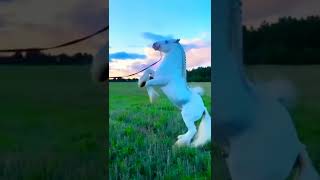 white Baby Horse 🐴 Feeling Freedom #shorts #nature #short