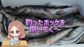 釣ったホッケを捌いて調理していきます  北海道釣り ホッケ