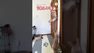 エクストリームご飯待ち｜PECO #ソマリ #猫 #猫動画 #猫のいる暮らし #somali #cat #catlover #catvideos