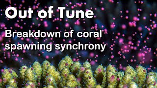 Out of Tune - Breakdown of Coral Spawning Synchrony