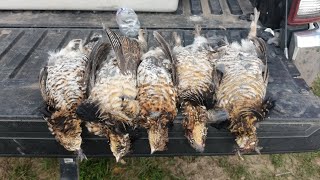 10/8/2023 MY FIRST RUFFED GROUSE LIMIT!!!