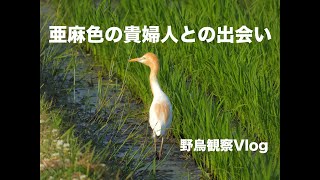 【野鳥観察Vlog】亜麻色の貴婦人との出会い 〜アマサギ、オオヨシキリ、アオジ、カッコウなど