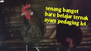 kuntara 4, tahap belajar menelur dari pejantan barunya⁉️