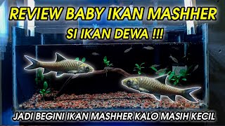 JADI GINI BENTUK BABY IKAN MASHEER | REVIEW BABY IKAN MASHEER ATAU IKAN DEWA