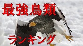 【鳥類最強ランキング】 最強の猛禽類BEST10