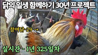 실시간) 1년 325일차, 닭의 일생 함께하기 30년 프로젝트