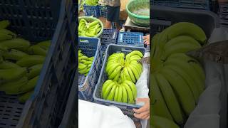 Banana  packing and harvesting  #Banna lodging #youtubeshorts #bananaexport